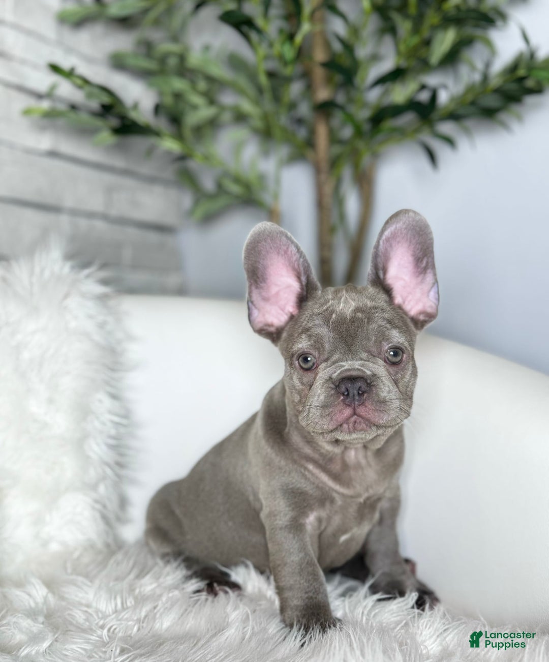 French Bulldog dogs for sale: Hunter - Image 6