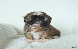 Shih Tzu dogs for sale: Archie - Image 3