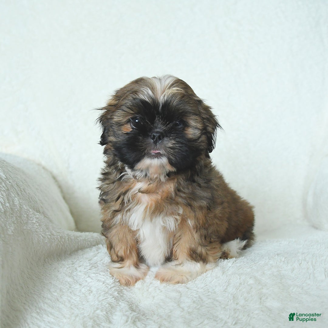 Shih Tzu dogs for sale: Archie - Image 3