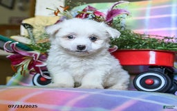 Maltese dogs for sale: Buffy - Image 2