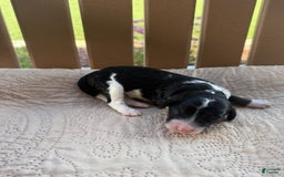 Bernedoodle dogs for sale: 6 - Image 1