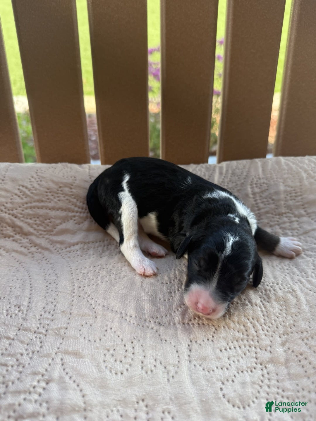 Bernedoodle dogs for sale: 6 - Image 1