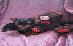 Yorkshire Terrier dogs for sale: Penny - Image 4