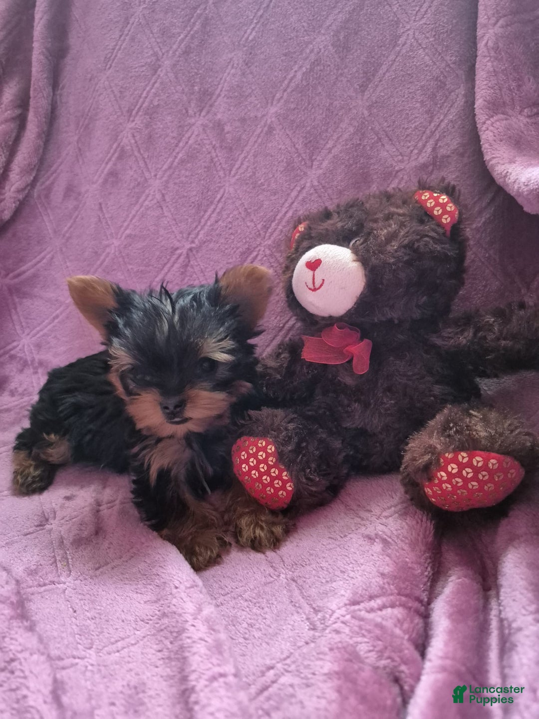 Yorkshire Terrier dogs for sale: Penny - Image 4