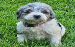 Cockapoo dogs for sale: Lacy - Image 1