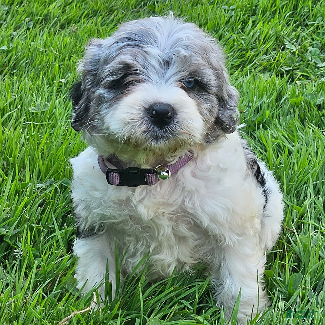 Cockapoo dogs for sale: Lacy - Image 1