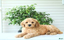 Cockapoo dogs for sale: Monroe - Image 5