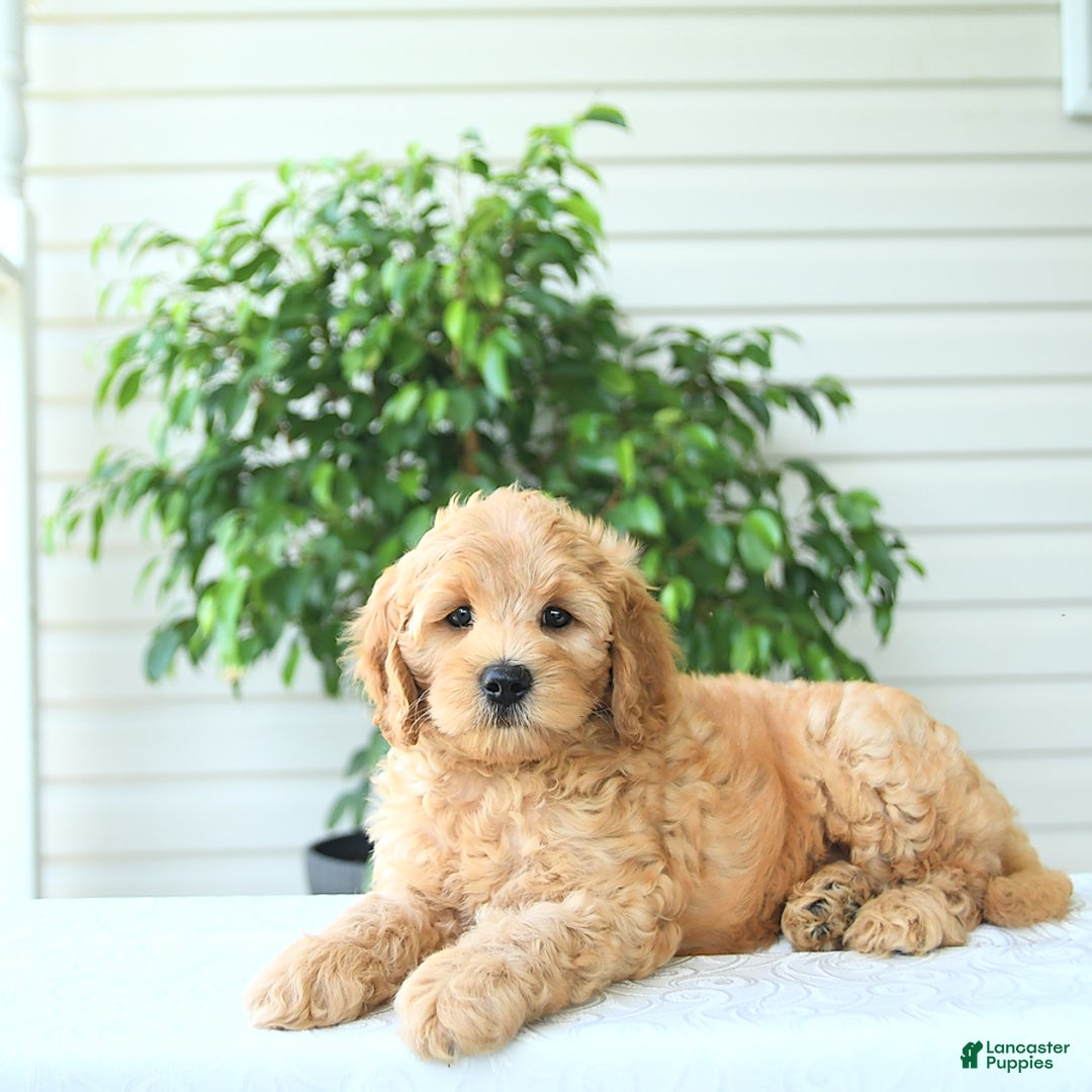 Cockapoo dogs for sale: Monroe - Image 5