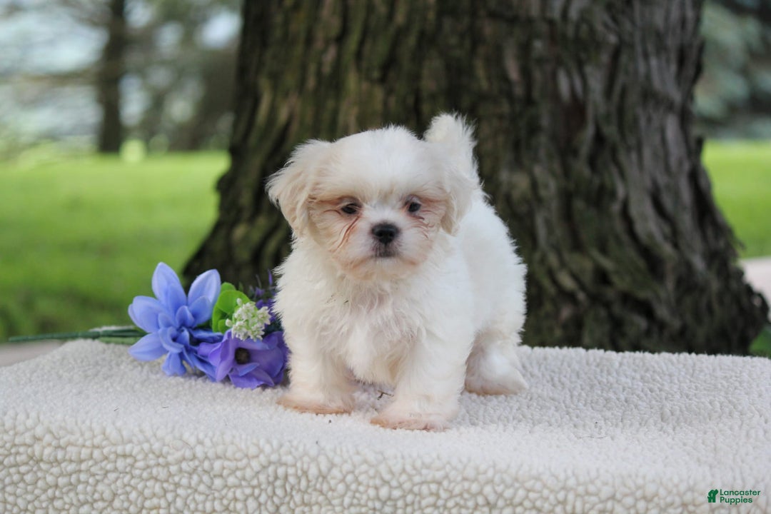 Shih Tzu dogs for sale: Casey - Image 2
