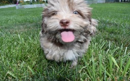 Havapoo dogs for sale: Zodiac - Image 7
