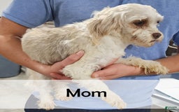 Havanese dogs for sale: Blaze - Image 6
