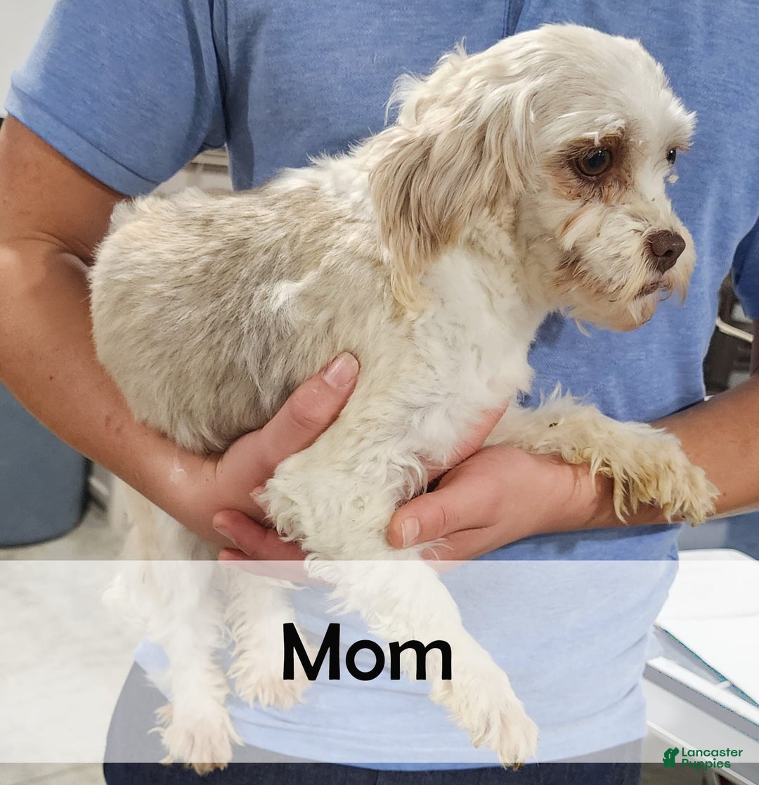 Havanese dogs for sale: Blaze - Image 6