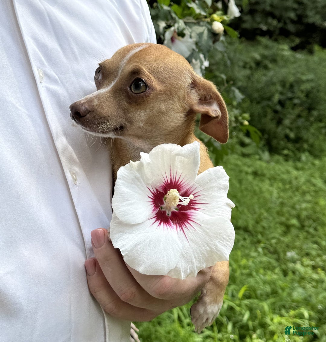 Chihuahua dogs for sale: Olive - Image 5