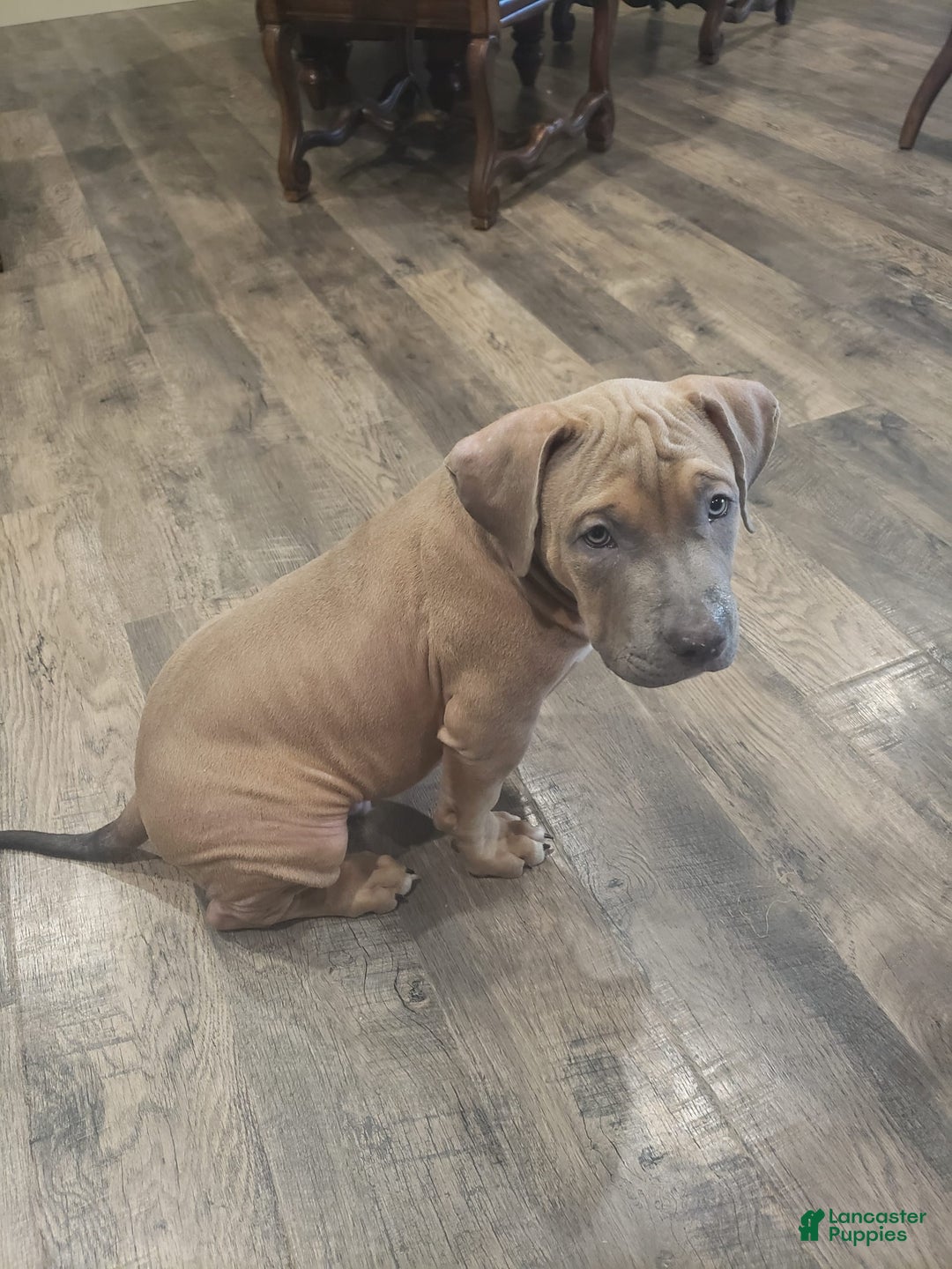 American Bully dogs for sale: Big Hoss - Image 18