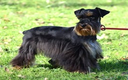 Miniature Schnauzer dogs for sale: Scarlette - Image 5