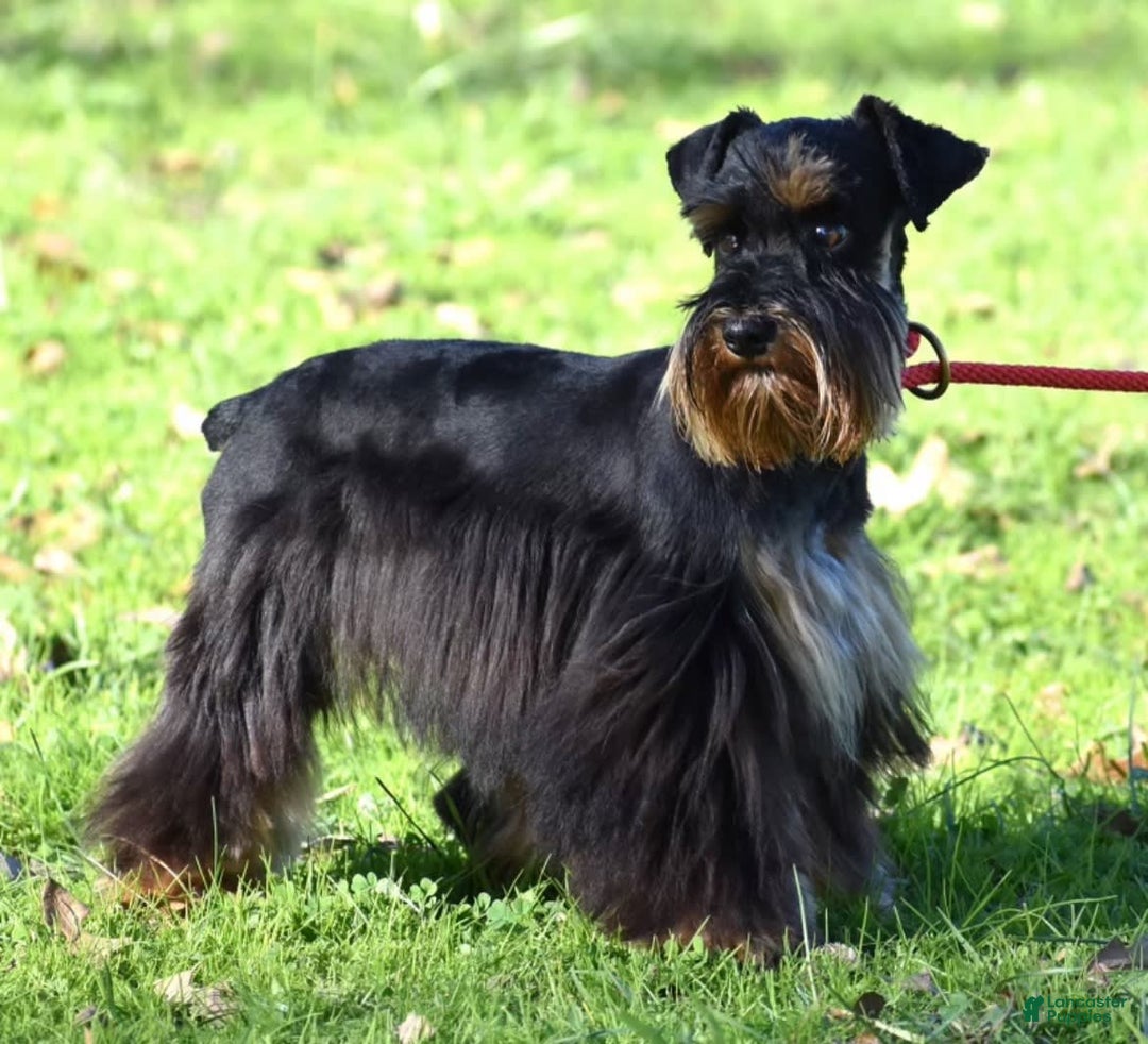 Miniature Schnauzer dogs for sale: Scarlette - Image 5