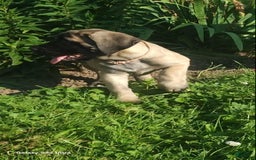 English Mastiff dogs for sale: Pinky - Image 30