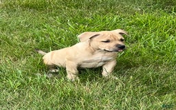 American Bully dogs for sale: Dutches - Image 4