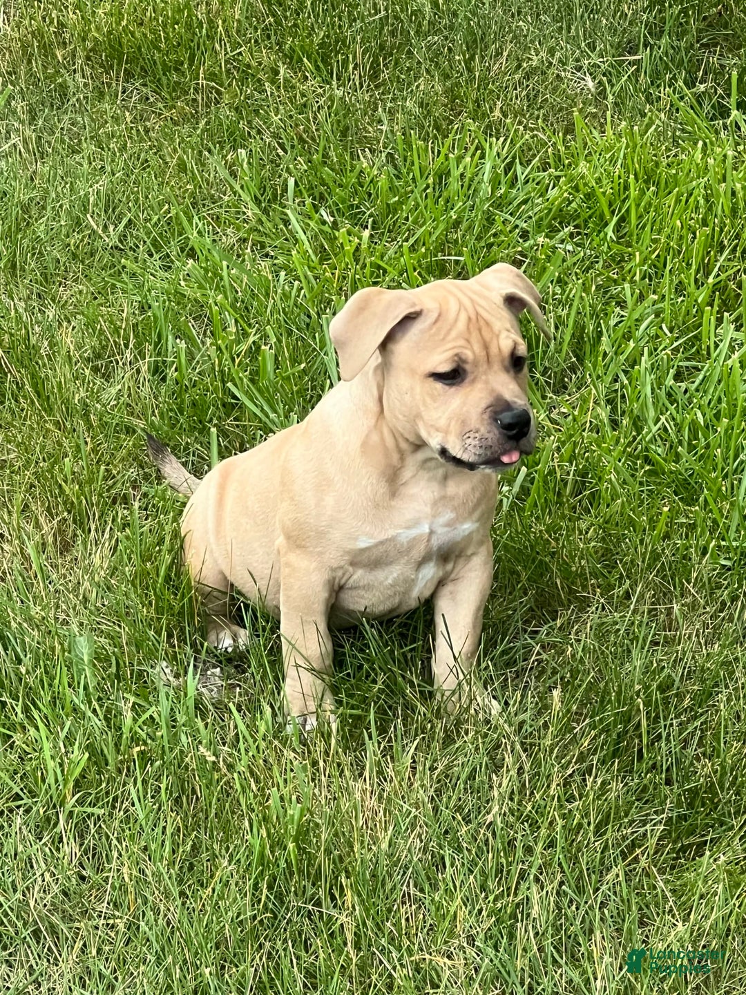 American Bully dogs for sale: Dutches - Image 4