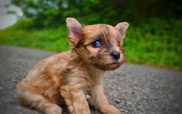 Morkie dogs for sale: Rare Gold Merle Beetle - Image 2
