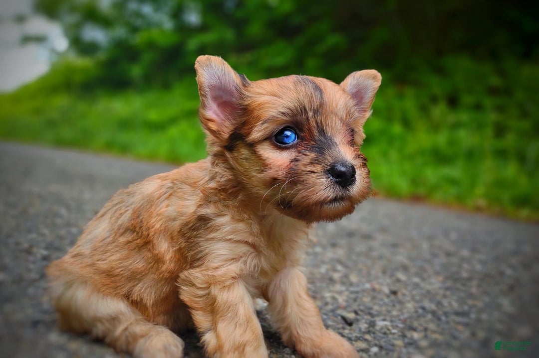 Morkie dogs for sale: Rare Gold Merle Beetle - Image 2