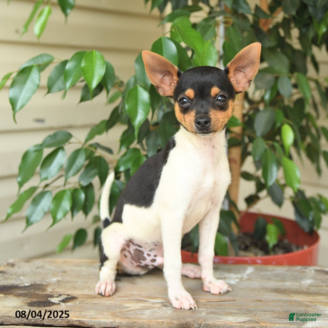 Rat Terrier dogs for sale: Tyler - Image 3