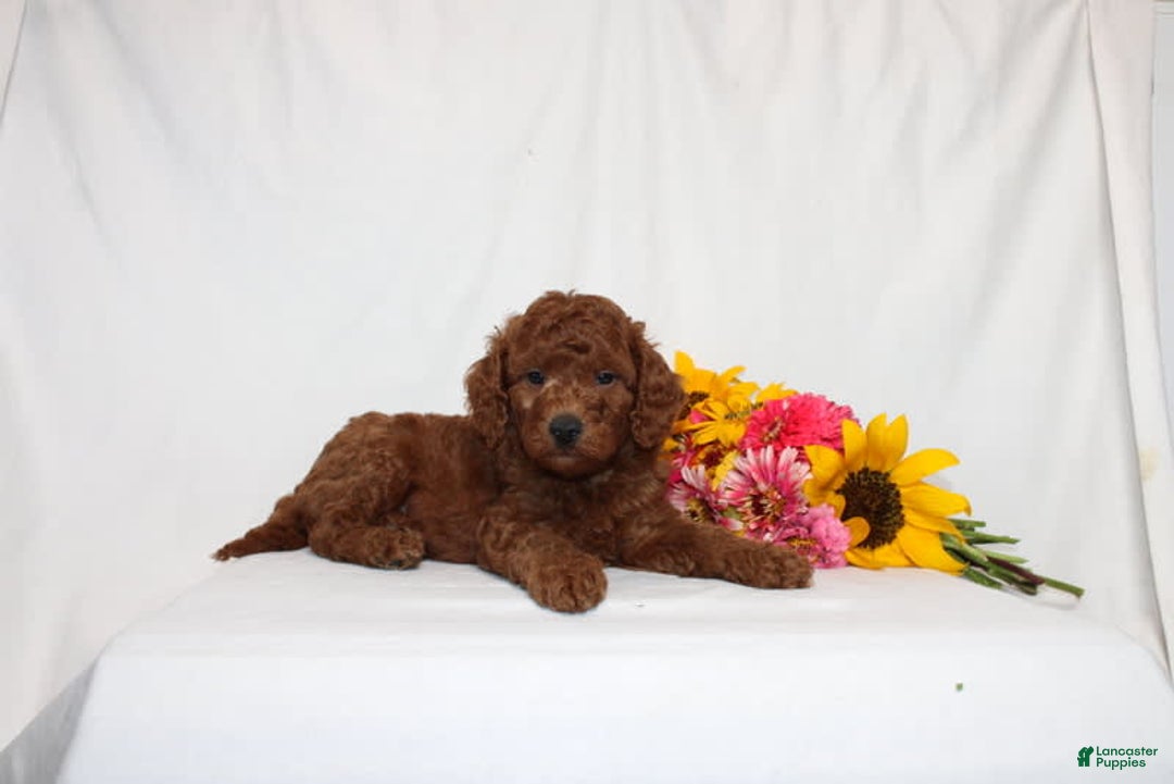 Mini Goldendoodle dogs for sale: Hayden - Image 3