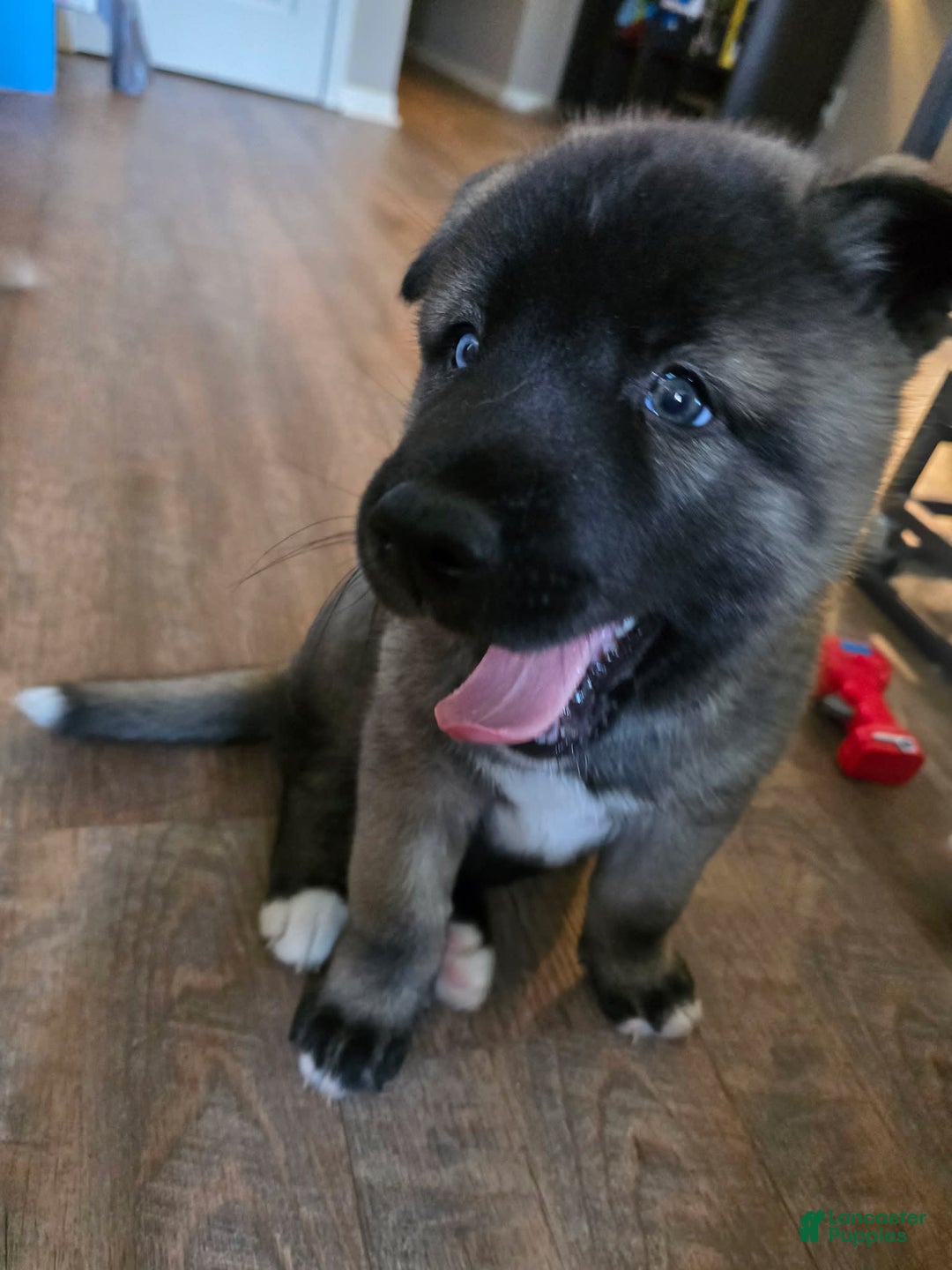 Akita dogs for sale: Puppy - Image 5
