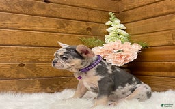 French Bulldog dogs for sale: Nila - Image 6