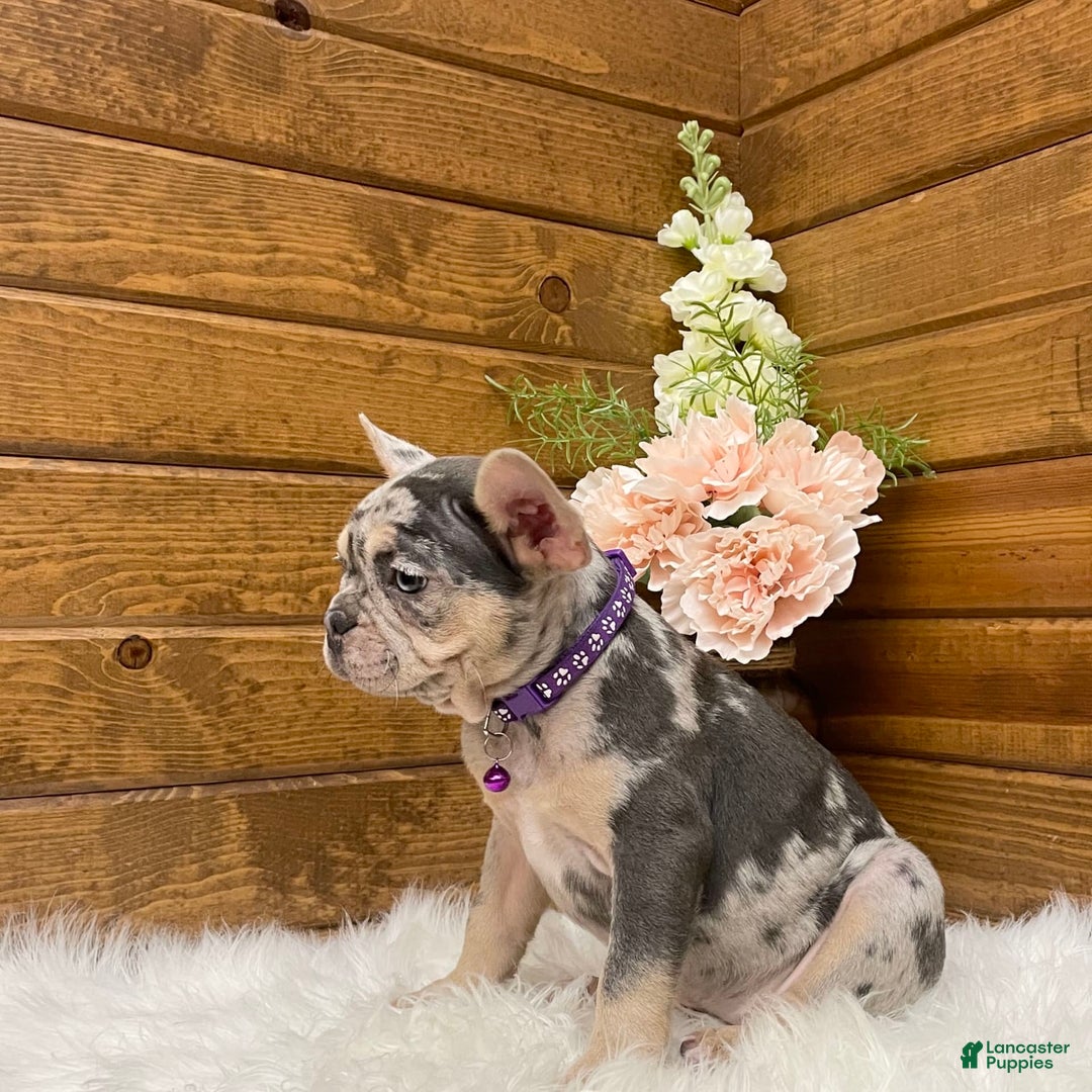 French Bulldog dogs for sale: Nila - Image 6