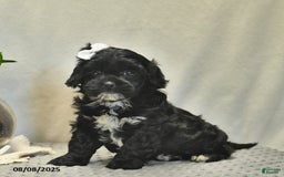 Shihpoo dogs for sale: Rose - Image 3