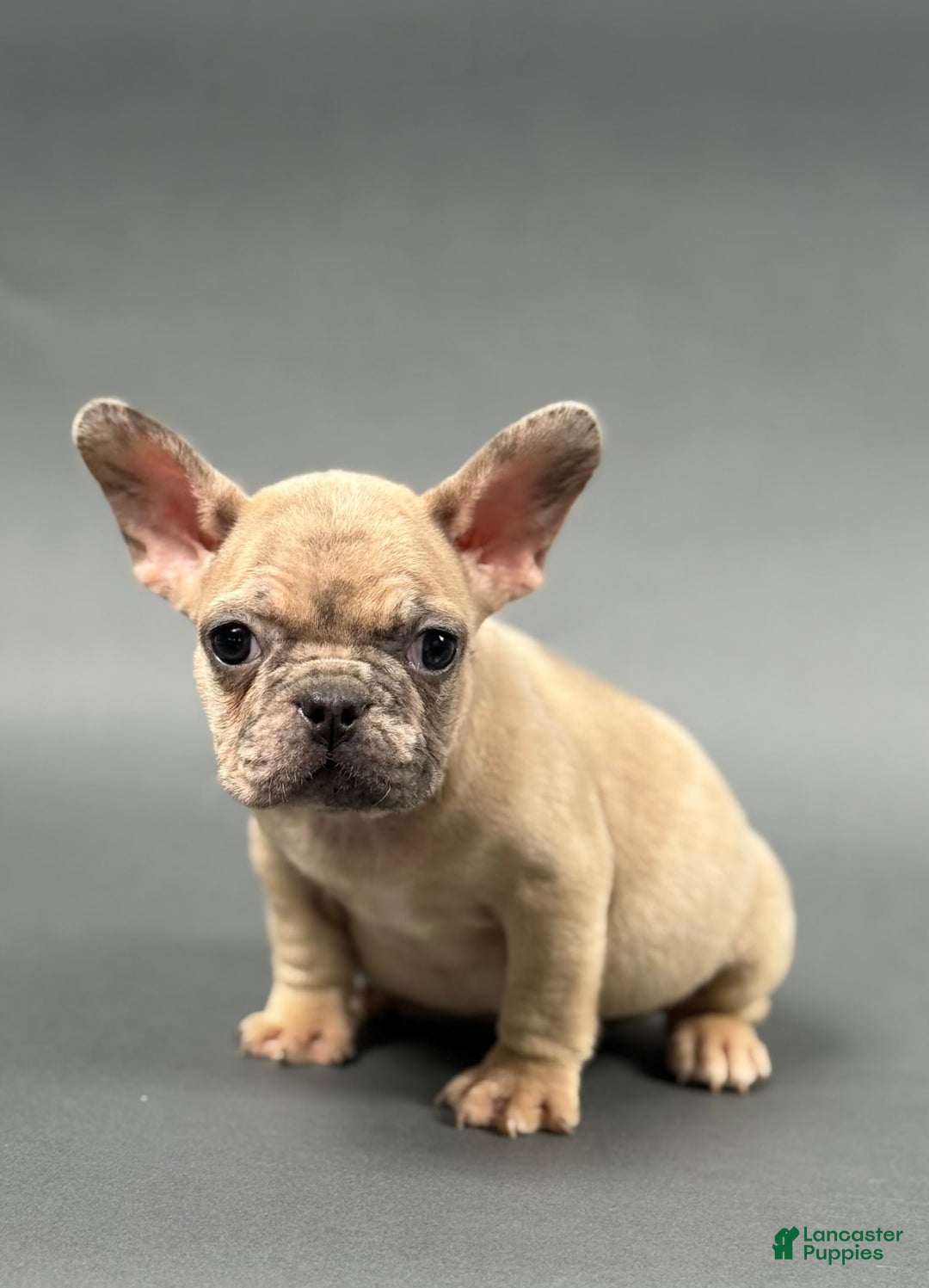 French Bulldog dogs for sale: MELANIE - Image 6