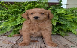Goldendoodle dogs for sale: Reed - Image 28