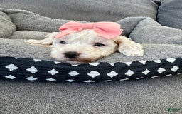 Mini Goldendoodle dogs for sale: Petite Alice - Image 5
