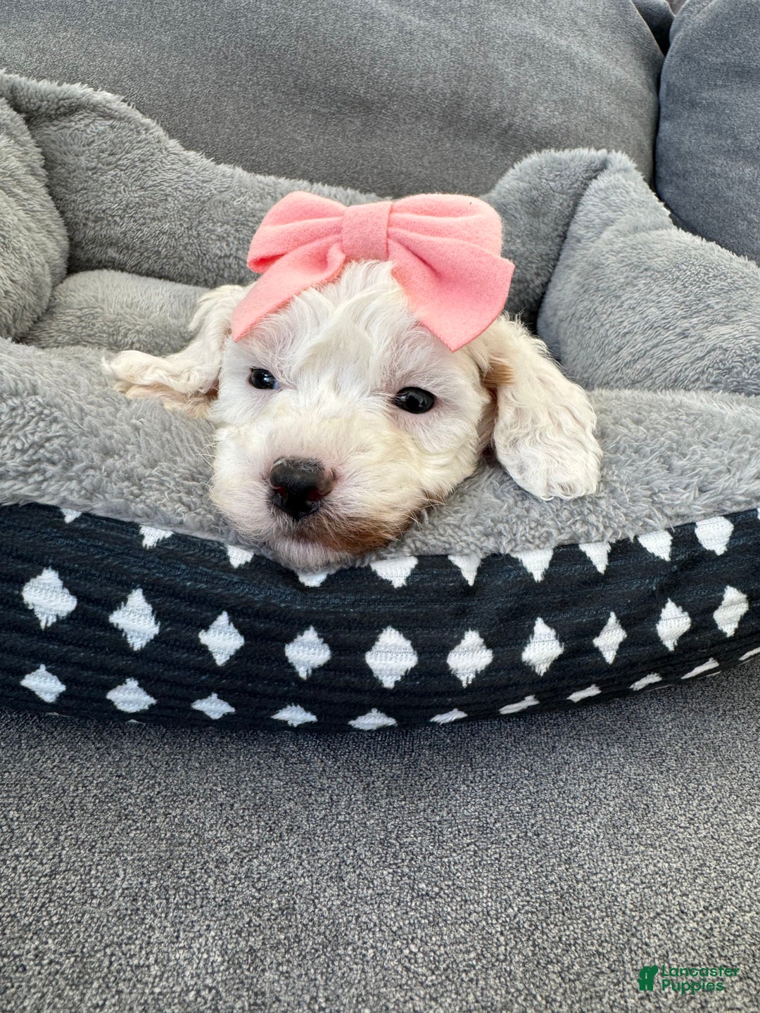 Mini Goldendoodle dogs for sale: Petite Alice - Image 5
