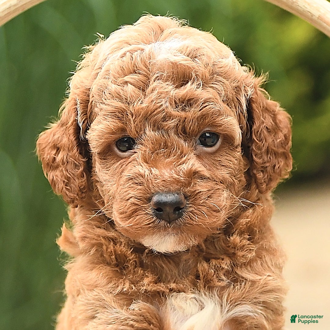 Cockapoo dogs for sale: Music - Image 3