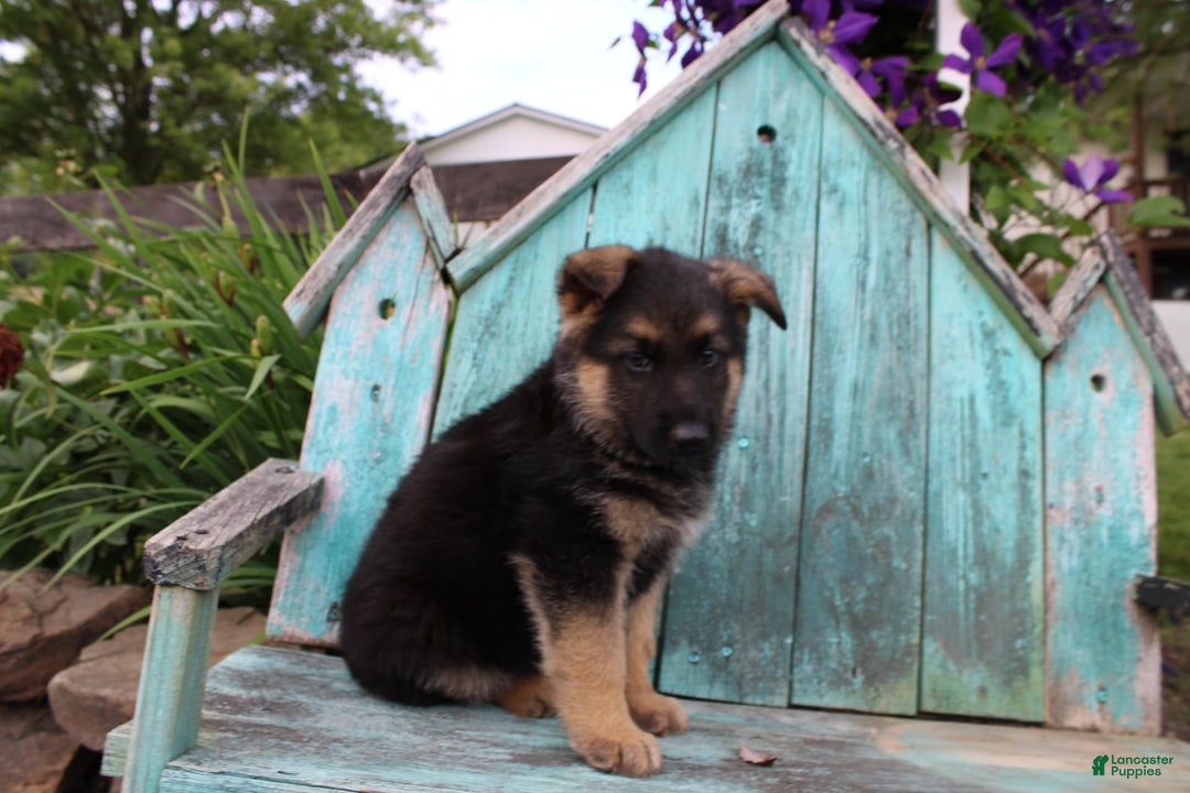 German Shepherd dogs for sale: Bear - Image 11