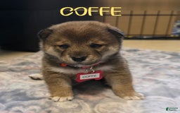 Shiba Inu dogs for sale: Coffe - Image 2