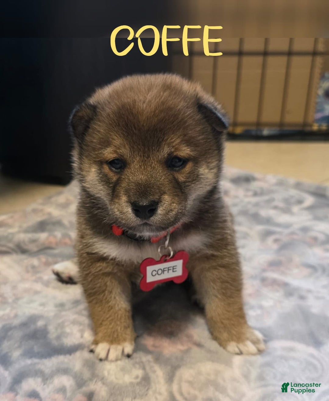 Shiba Inu dogs for sale: Coffe - Image 2