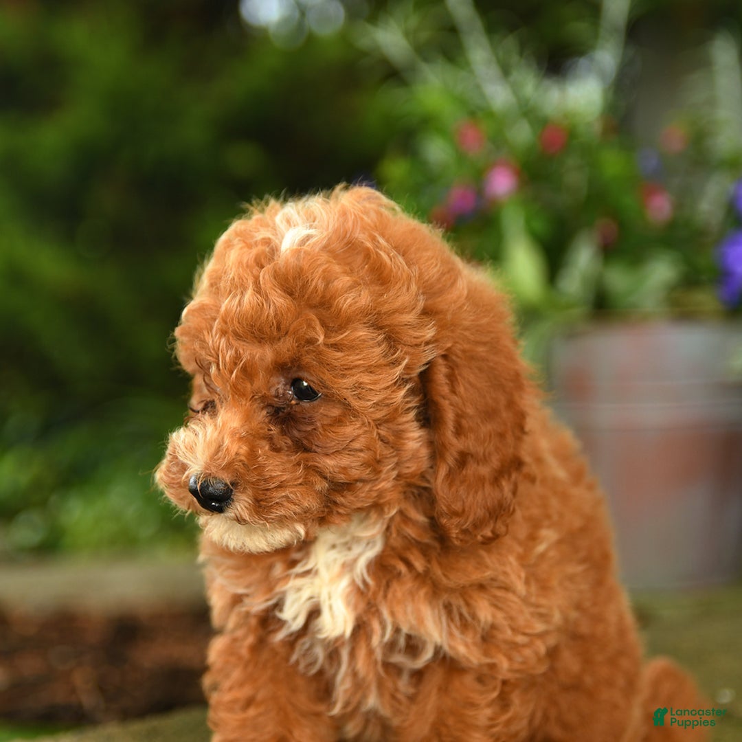 Miniature Poodle dogs for sale: Rascal - Image 4