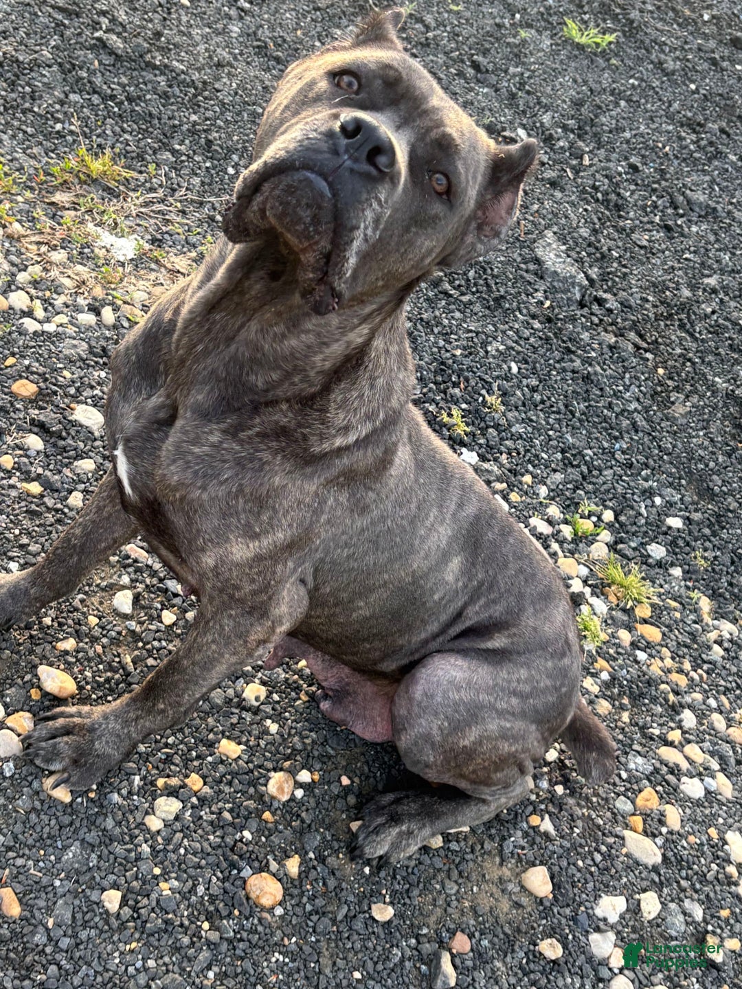 Cane Corso dogs for sale: Deacon - Image 10