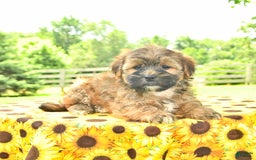 Shorkie dogs for sale: Edwin - Image 2