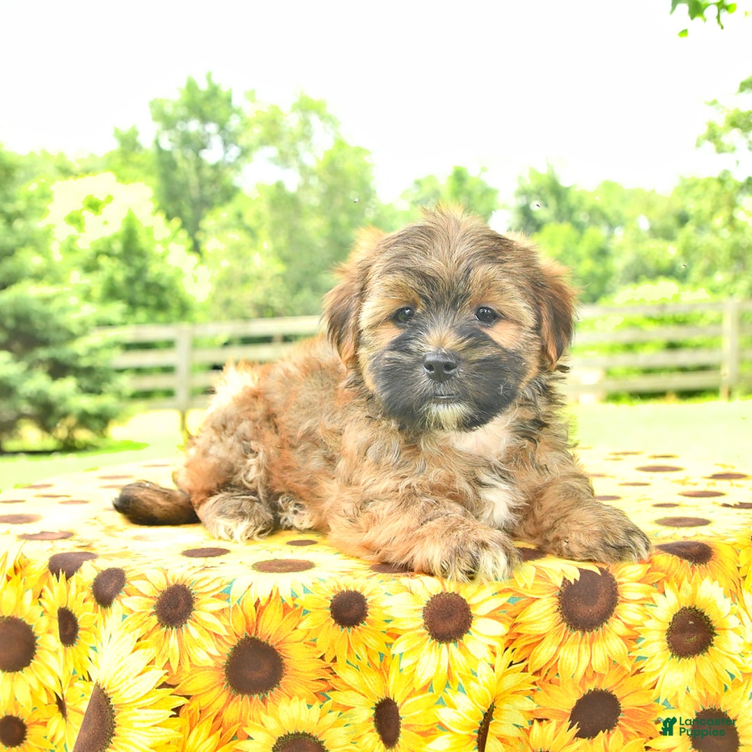 Shorkie dogs for sale: Edwin - Image 2