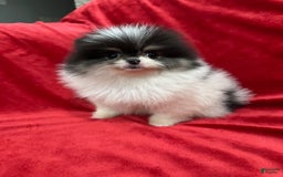 Pomeranian dogs for sale: Minnie - Image 9