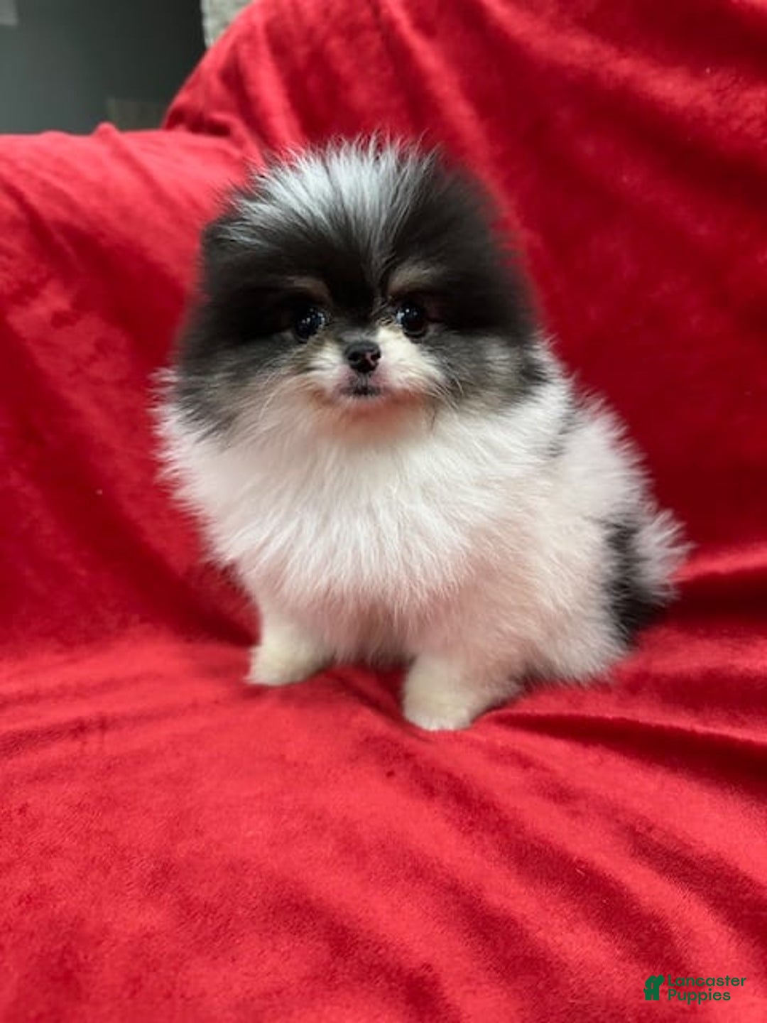 Pomeranian dogs for sale: Minnie - Image 9