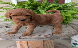 Mini Goldendoodle dogs for sale: Mini -kory - Image 2