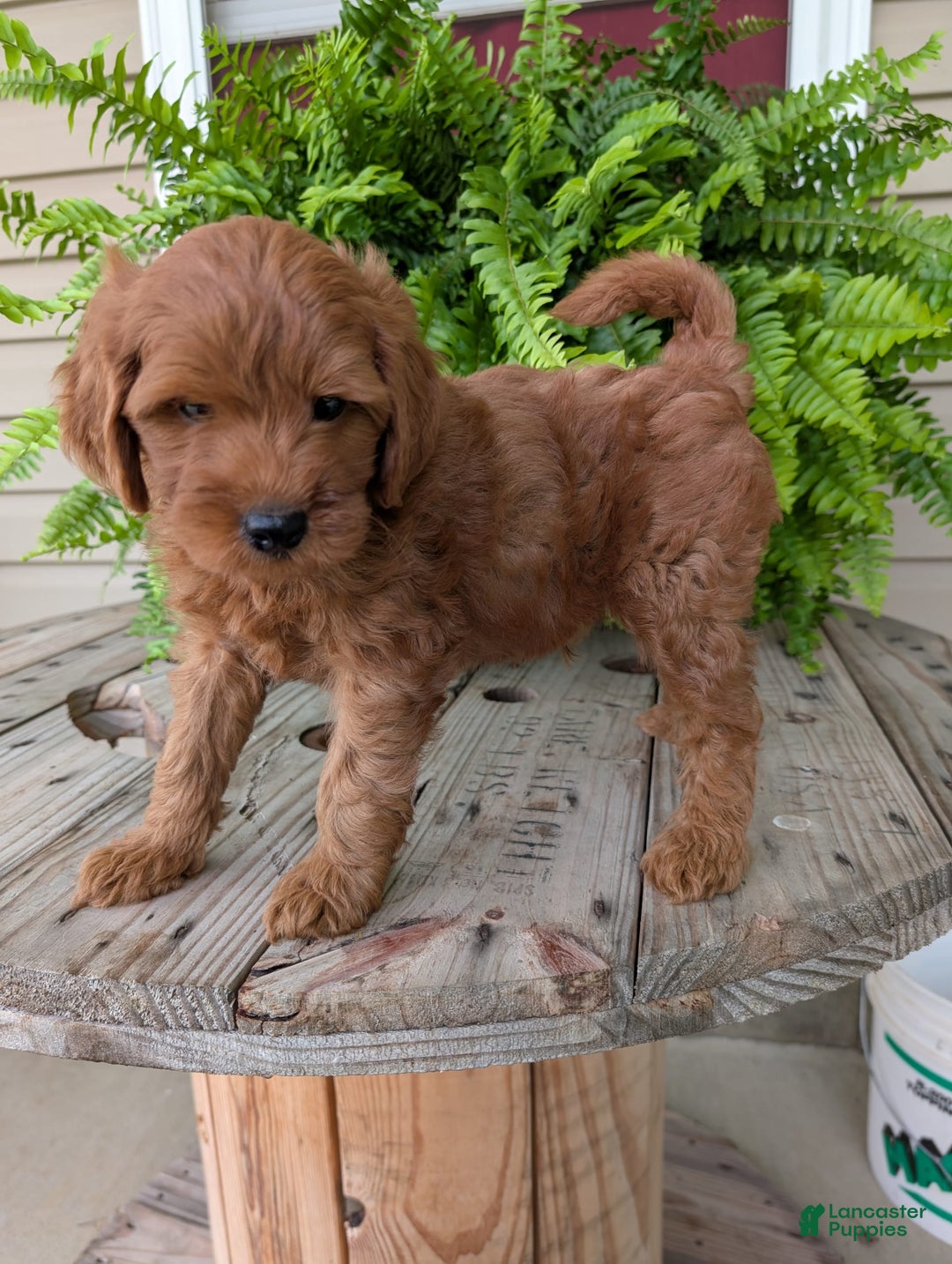 Mini Goldendoodle dogs for sale: Mini -kory - Image 2