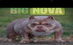 American Bully dogs for sale: Krillin Twin - Image 2