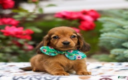 Miniature Dachshund dogs for sale: Queenie - Image 3