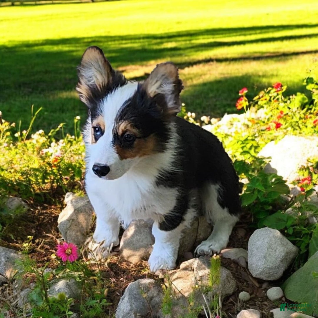 Welsh Corgi Pembroke dogs for sale: Tucker Fluffy - Image 22